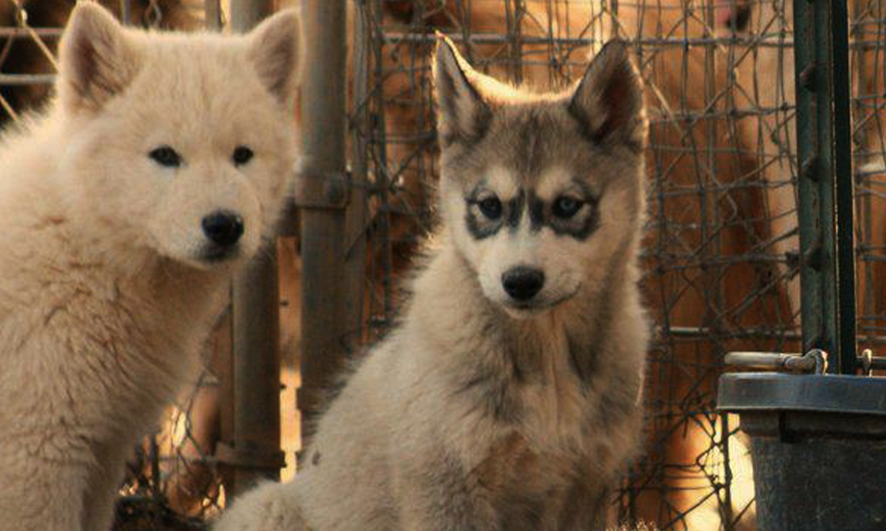 Cuccioli di lupo nei Magredi