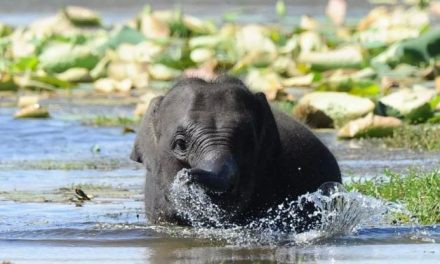 Sri Lanka, arriva legge a tutela degli elefanti. Sarà anche vietato “guidarli” in stato di ebbrezza