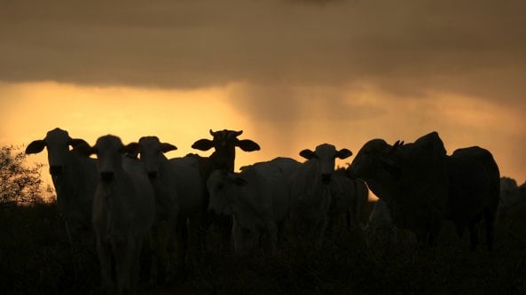 L’Olanda fa la guerra ai suoi allevatori per colpa della pipì delle mucche