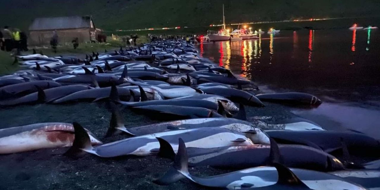 “La pesca sostenibile non esiste, ma la mattanza alle Faroe non è il danno peggiore”