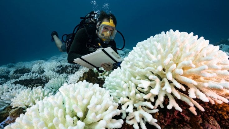 In 70 anni coralli dimezzati, crollo della biodiversità