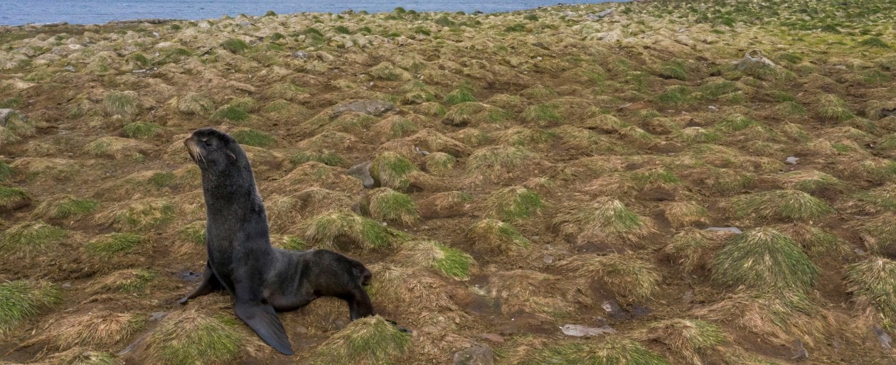 Alaska. Nell’isola che massacrava le foche il sindaco ora vuole salvarle. Creando un santuario marino