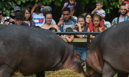 Colombia, gli ippopotami di Escobar sterilizzati con fucili e dardi