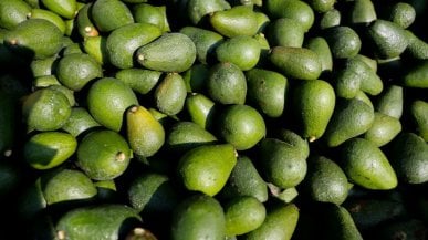 Tropico (sostenibile) siciliano: oltre agli agrumi ora si coltiva mango, caffè, avocado