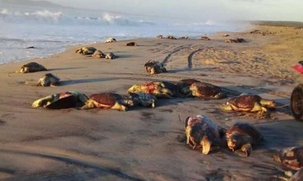 Messico, centinaia di tartarughe trovate morte sulla spiaggia di Oaxaca