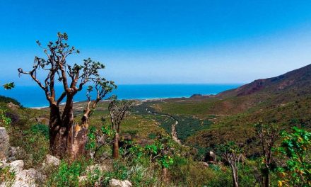 Socotra, l’eden yemenita che punta al turismo di domani. “Venite a scoprire le Galapagos dell’Oceano Indiano”