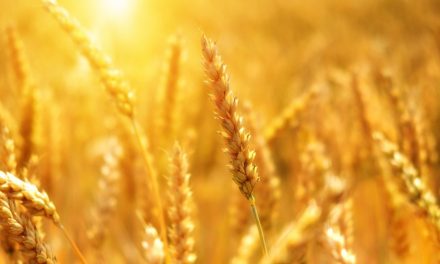 Meno mais, più grano. Vincitori e vinti nella lotta per la terra innnescata dall’emergenza clima