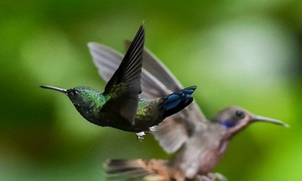 Corpi più snelli e ali più lunghe: la metamorfosi degli uccelli sotto la spinta del cambiamento climatico