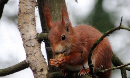 Lo scoiattolo rosso è sempre più diffuso nei parchi cittadini di Mestre