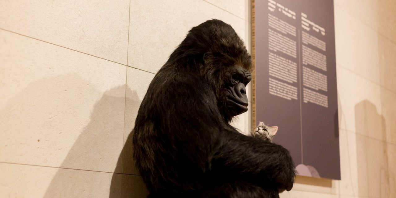 Il gorilla Koko, il gatto e altre storie di altruismo nel mondo animale