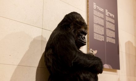 Il gorilla Koko, il gatto e altre storie di altruismo nel mondo animale
