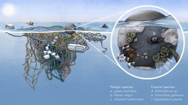 Le isole di plastica sono piene di vita, ma per la biodiversità non è una buona notizia
