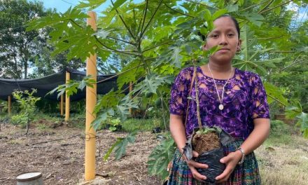 L’oro dei Maya: la lotta delle comunità indigene (e di un’azienda italiana) contro la deforestazione del Guatemala