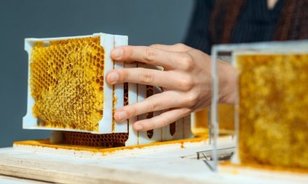 Una campagna in regalo: a Natale puoi salvare le api dall’estinzione