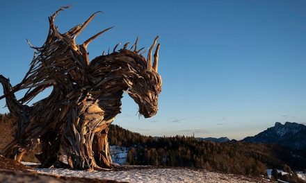 Trentino, un drago creato con gli alberi distrutti da Vaia. Il monito dello scultore ambientalista toglie il fiato