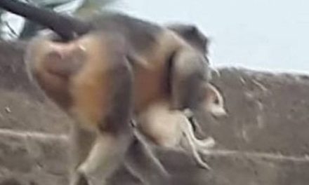 India, scimmie che rapiscono e uccidono cuccioli di cani. Cosa c’è di vero? L’esperta: “Più che vendetta, è un forte conflitto”