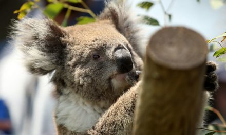 Strage di koala: i responsabili del disboscamento accusati di crudeltà verso gli animali