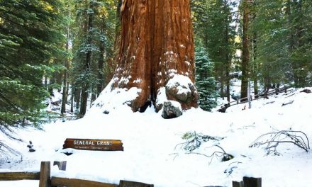 L’albero di Natale naturale più grande del mondo è una sequoia patriarcale