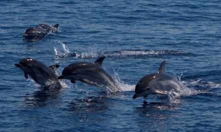 Giovani calciatori in campo per salvare i delfini: un’app per segnalare i cetacei nel Mediterraneo