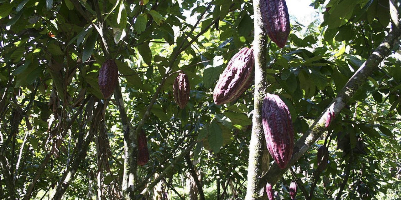 Se cresce nella foresta tropicale il cacao fa bene all’ambiente e agli animali