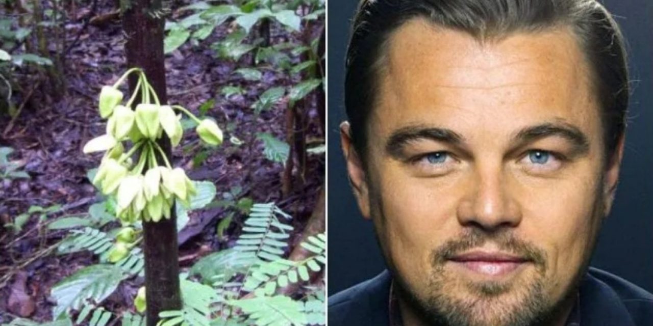 Un albero dedicato a Leonardo DiCaprio tra le nuove specie del 2022