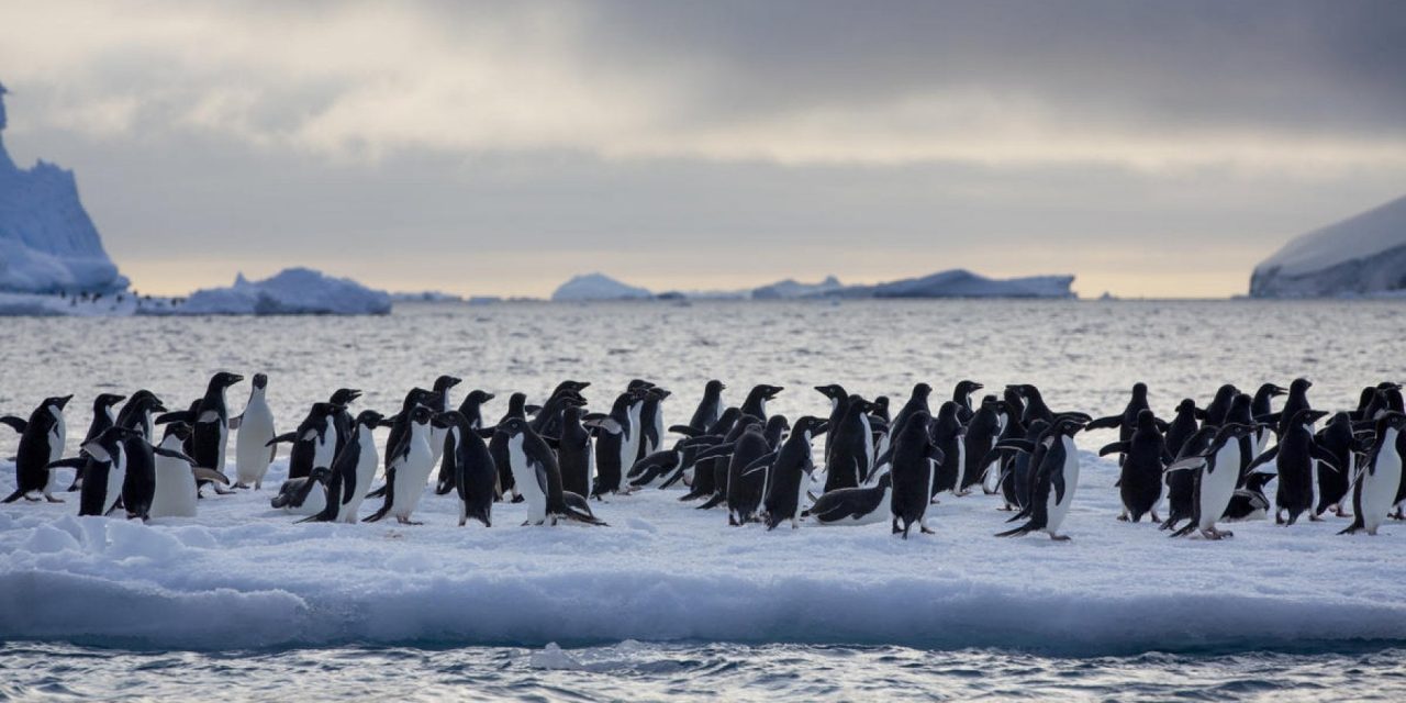 “In Antartide per contare i pinguini vedo ogni giorno perché bisogna proteggere il loro habitat”