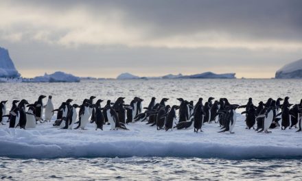 “In Antartide per contare i pinguini vedo ogni giorno perché bisogna proteggere il loro habitat”