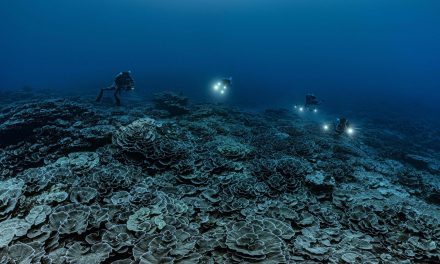 Scoperta a Tahiti una nuova barriera corallina incontaminata: “Un segnale di speranza”