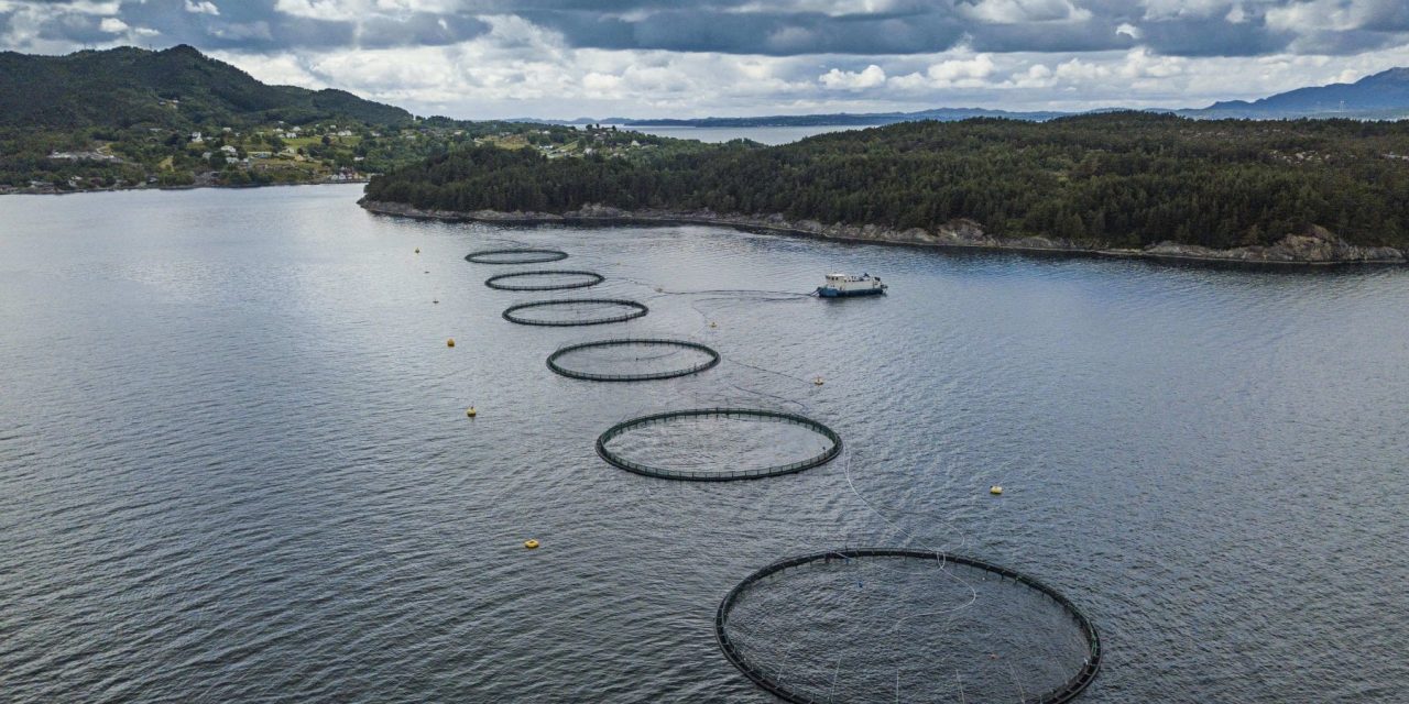 La Norvegia: “Il 99% del nostro salmone è allevato senza antibiotici”