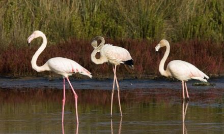 Un buon esempio di area protetta: il lago di Paola con fenicotteri, aironi rossi e altre 300 specie di uccelli