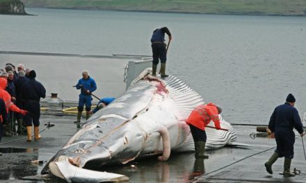 L’Islanda vieterà la caccia alle balene dal 2024