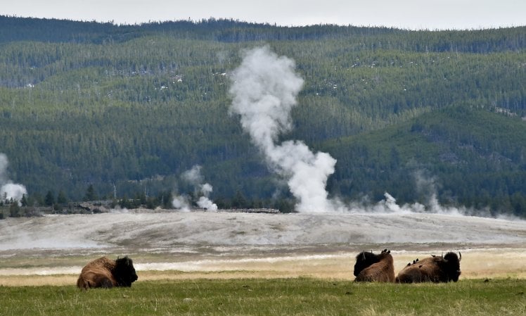Yellowstone, il cuore verde degli Usa compie 150 anni