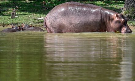 Gli ippopotami di Escobar diventano specie invasiva
