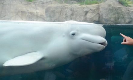 Morto un altro beluga dei cinque trasferiti nell’acquario americano
