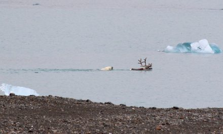 Groenlandia: lo scioglimento dei ghiacci è 100 volte più veloce