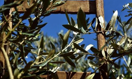 La Xylella che ha colpito gli ulivi in Puglia è arrivata dal Costa Rica