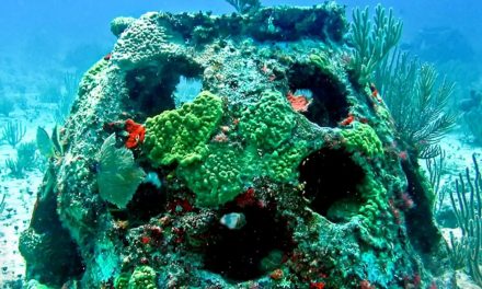 Diventare coralli dopo la morte, per salvare la biodiversità