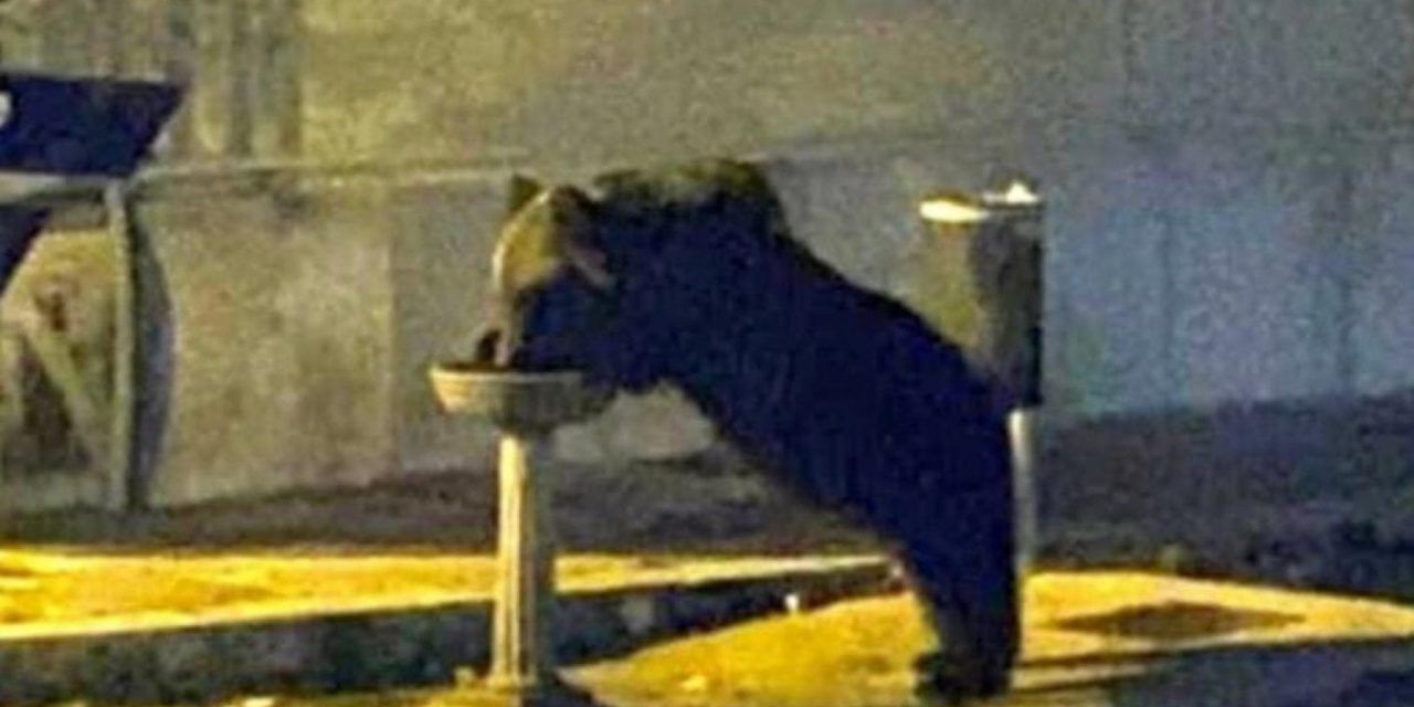 L’orso Juan Carrito torna libero sulla Maiella