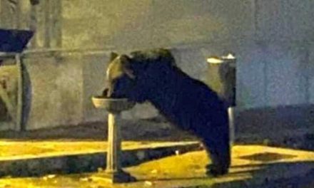 L’orso Juan Carrito torna libero sulla Maiella