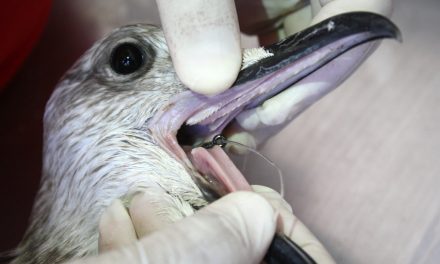 Cos’è il ”baycatch” e come possiamo salvare gli animali dalla pesca accidentale
