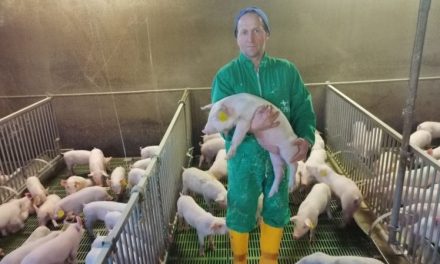 L’azienda agricola del Monferrato dove i maiali producono energia rinnovabile