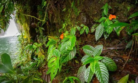In Ecuador una pianta tropicale che si credeva estinta da 40 anni