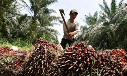 Olio di palma, l’Indonesia blocca l’export e i prezzi schizzano ai massimi. Allarme anche in Italia