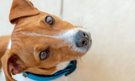 Quanto vive un cane? Jack Russell terrier è la razza più longeva