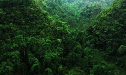 Tre strade per trasformare le foreste in alleati contro la crisi climatica (e non solo)