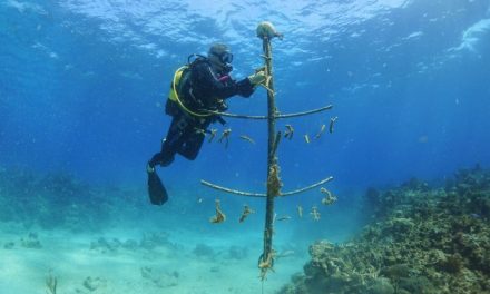 Cuba, il corallo ripiantato nei vecchi tubi idraulici in plastica. Così il reef sta tornando a vivere