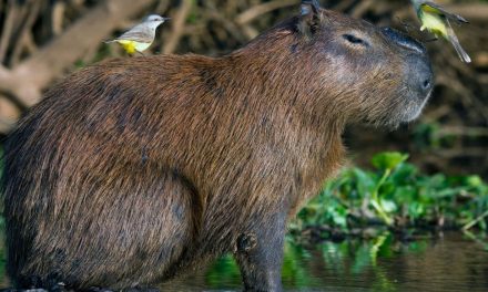 Dallo stomaco del capibara nuovi enzimi per la ricerca sui biocarburanti