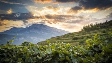 In Trentino lo spumante si produce a impatto zero