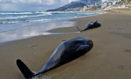 La guerra in Ucraina sta uccidendo i delfini del Mar Nero