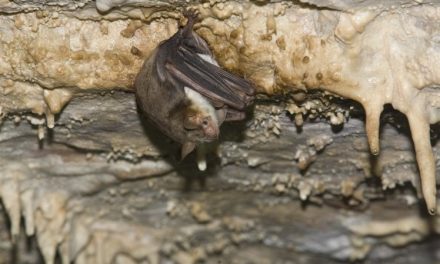 L’eccezionale mimetismo del pipistrello che si finge calabrone per sfuggire ai gufi